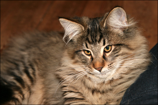 Commodus