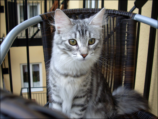 Qita