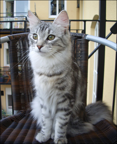 Qita