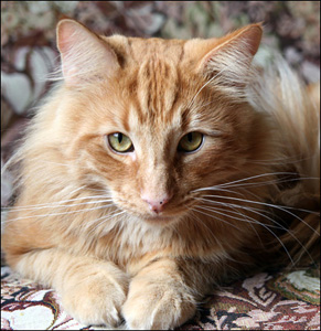 Tigris