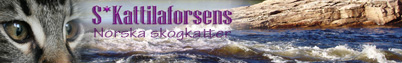 S*Kattilaforsens Norska skogkatter