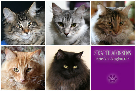 S*Kattilaforsen